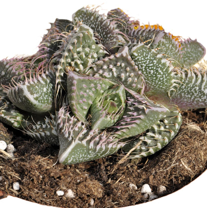 Faucaria Tuberculosa 'pink Selection' (faucaria Selección Rosa); Planta Suculenta Extraña; Curiosarium; Maceta 8,5 Cm_3