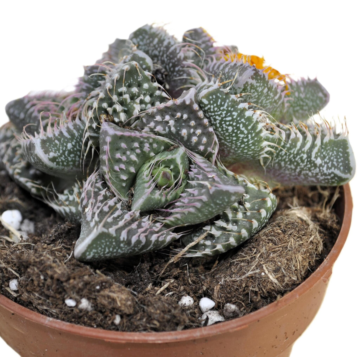 Faucaria Tuberculosa 'pink Selection' (faucaria Selección Rosa); Planta Suculenta Extraña; Curiosarium; Maceta 8,5 Cm_4