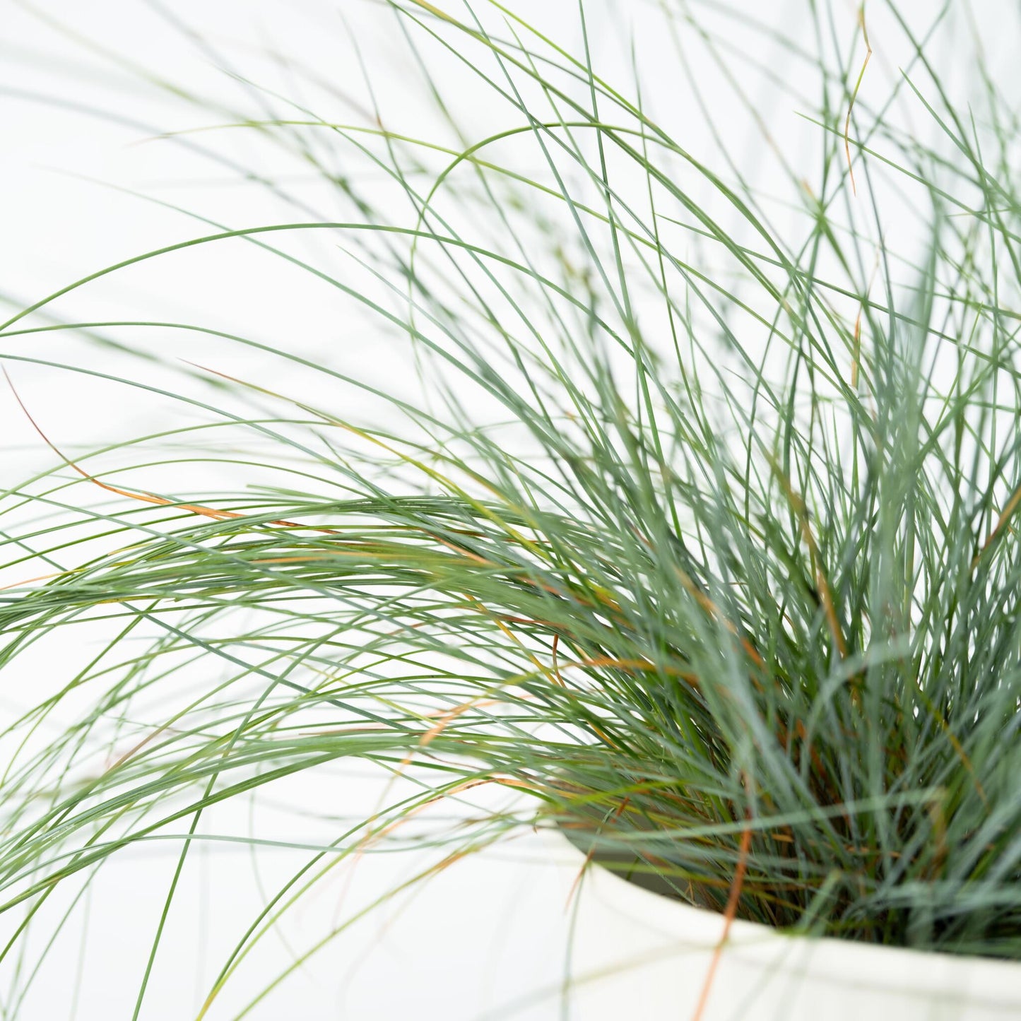 Festuca Azul - 18 Pzs - Festuca Glauca 'elijah Blue' - Altura 10-15cm - ⌀9cm_3