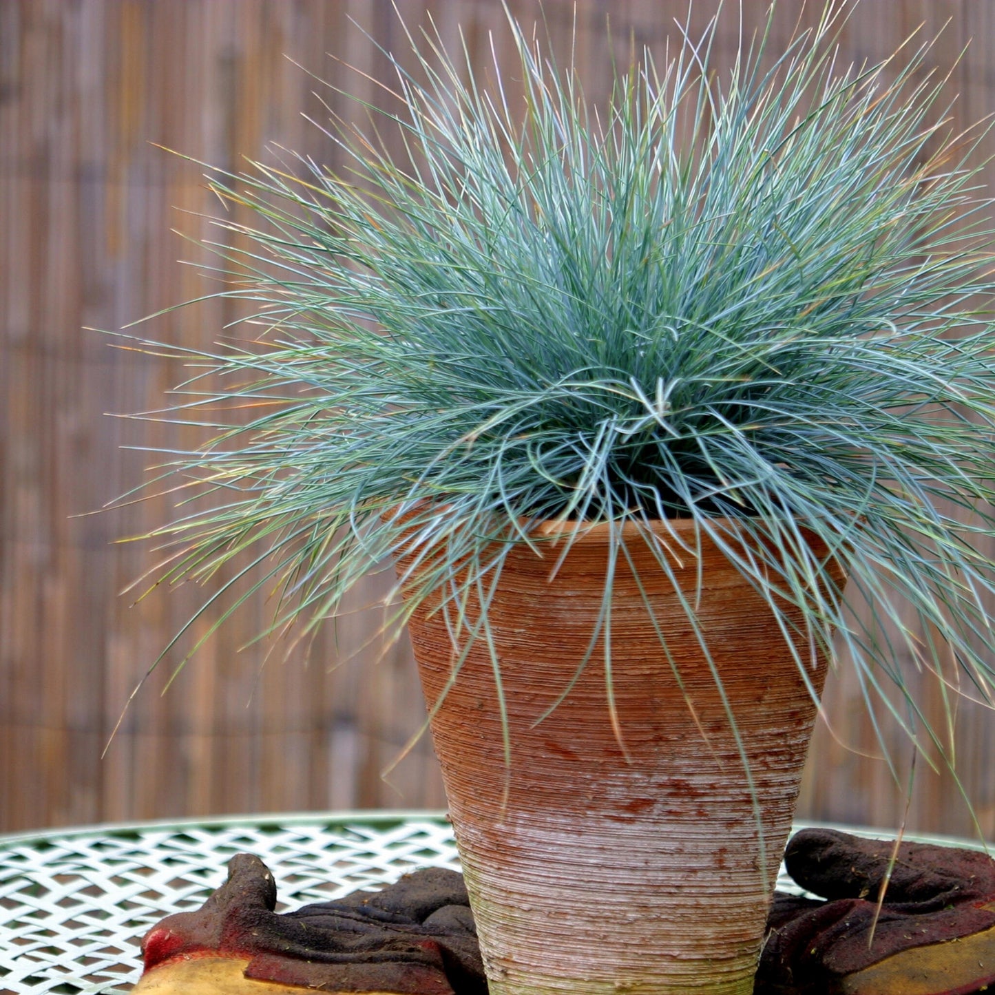 Festuca Azul - 3 Pzs - Festuca Glauca 'elijah Blue' - Altura 10-15cm - ⌀9cm_4