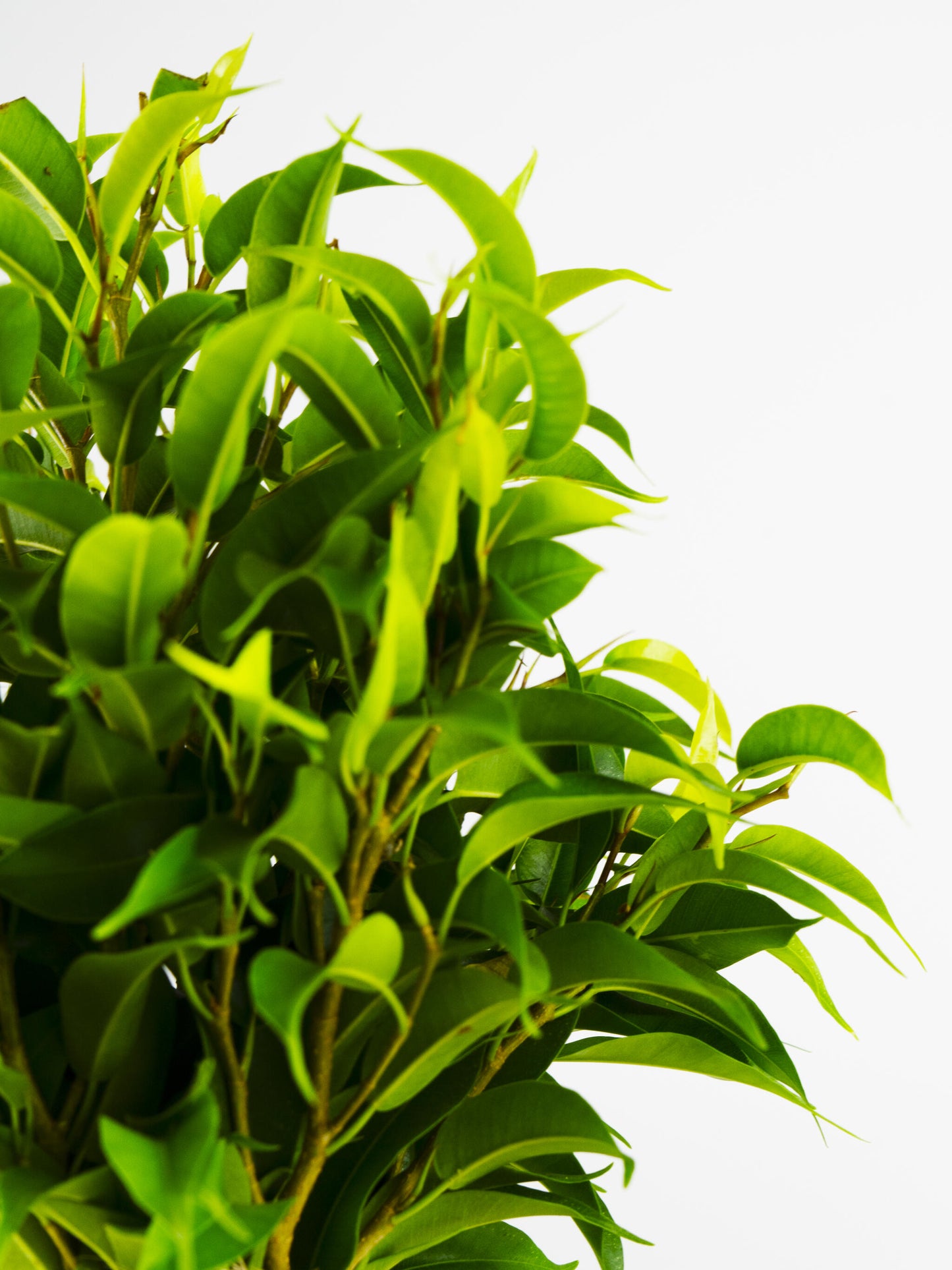 Ficus Benjamina | Altura 30cm - Diámetro 12cm_1