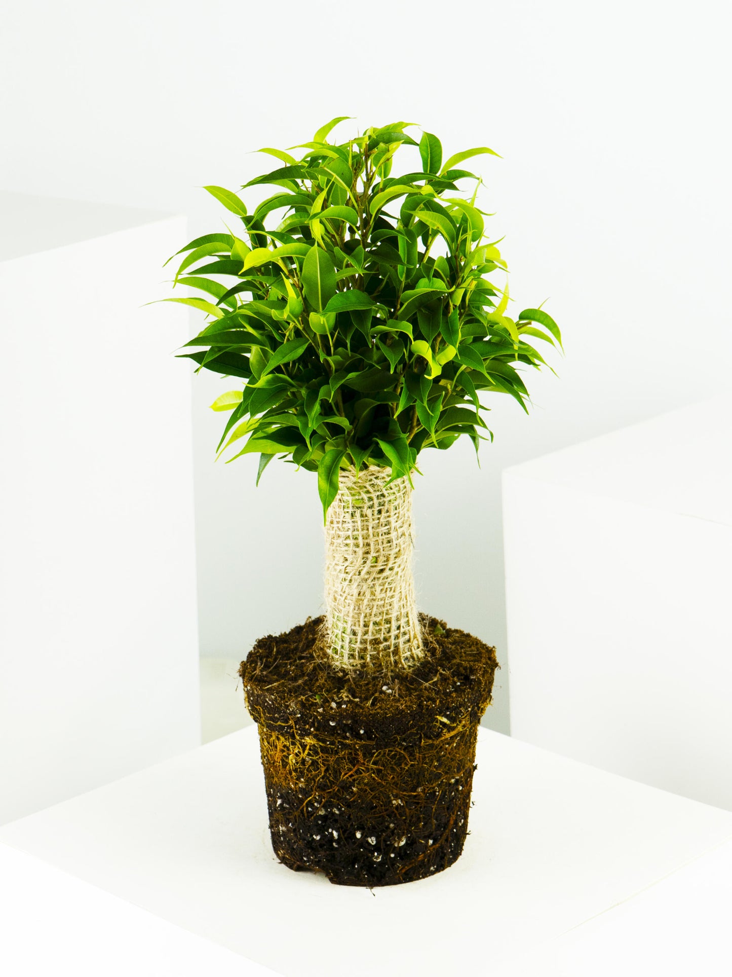 Ficus Benjamina | Altura 30cm - Diámetro 12cm_2