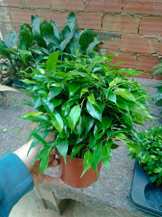Ficus Benjamina Planta Interior 20 Cms_0