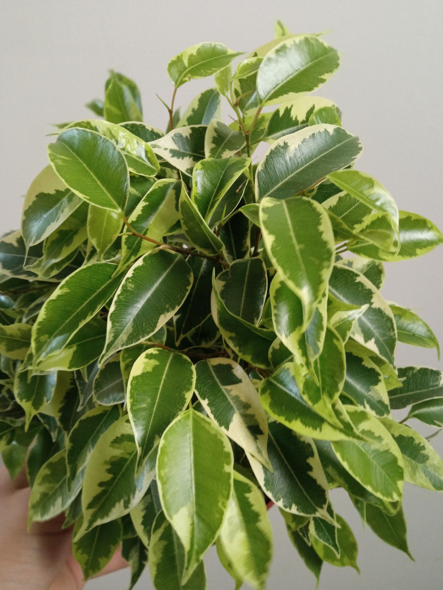 Ficus Benjamina Variegata Kinki Ø12 - 20 Cm_0