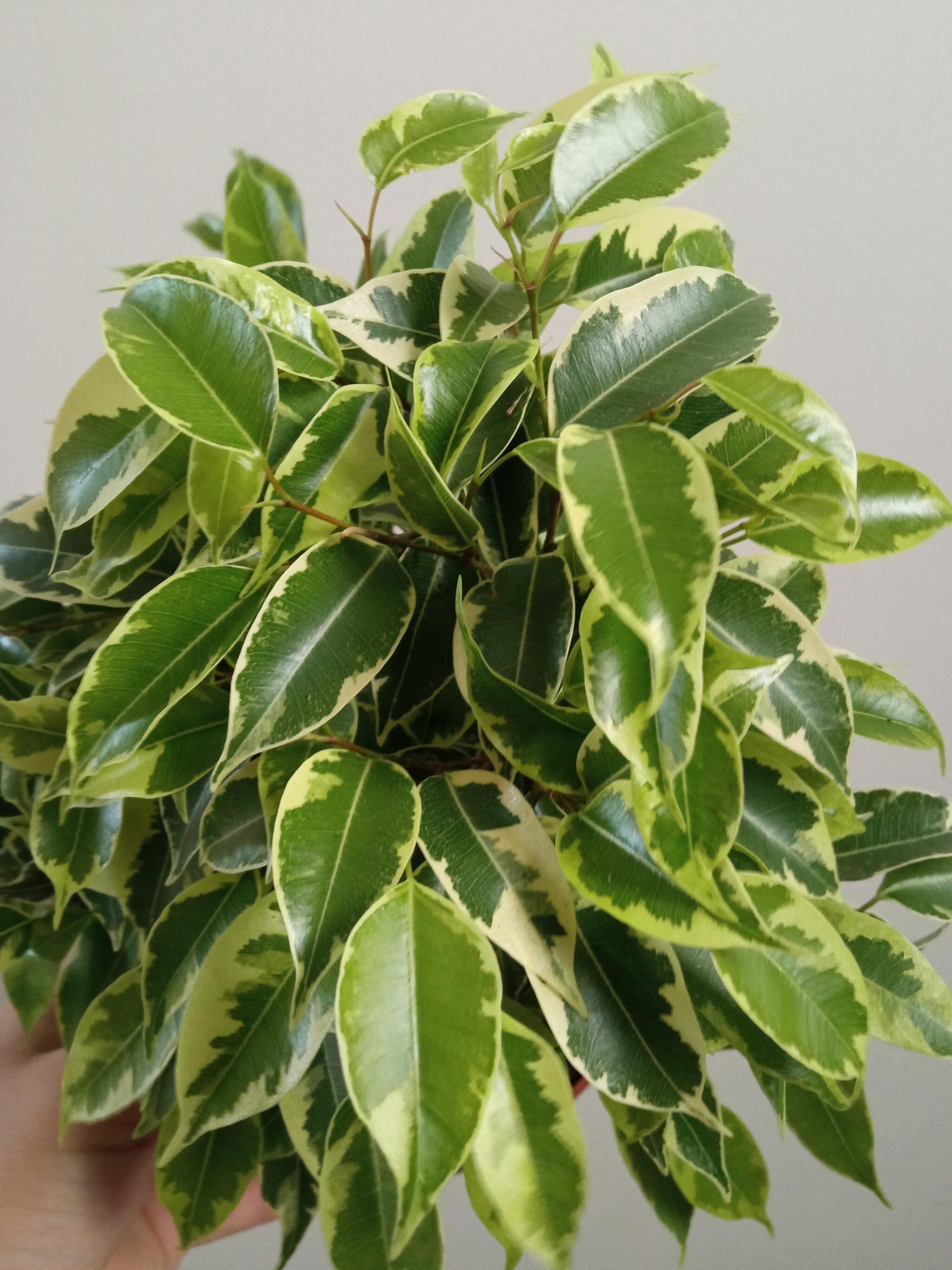 Ficus Benjamina Variegata Kinki Ø12 - 20 Cm_0