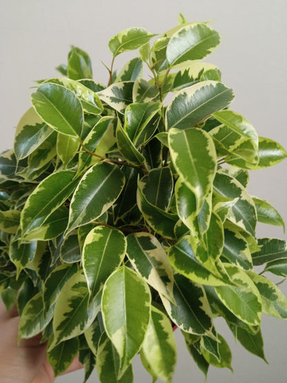 Ficus Benjamina Variegata Kinki Ø12 - 20 Cm_0