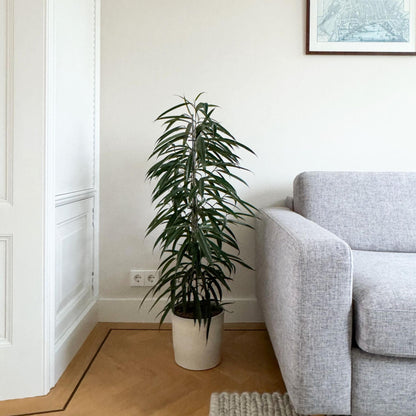 Ficus De Hojas Largas - Ficus Binnendijkii - Altura 100-110cm - ⌀21cm_4