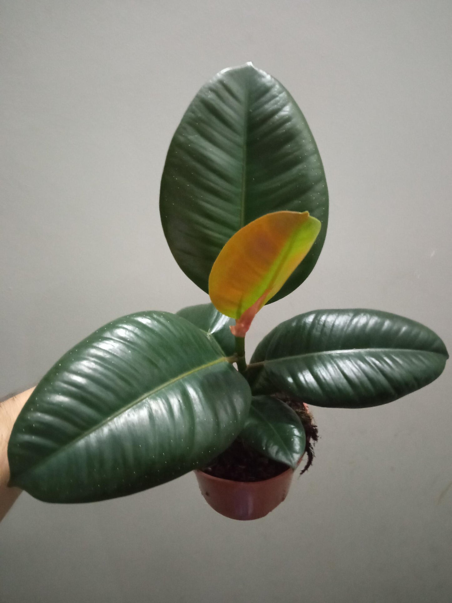 Ficus Elastica Robusta Planta De Interior Grande_1