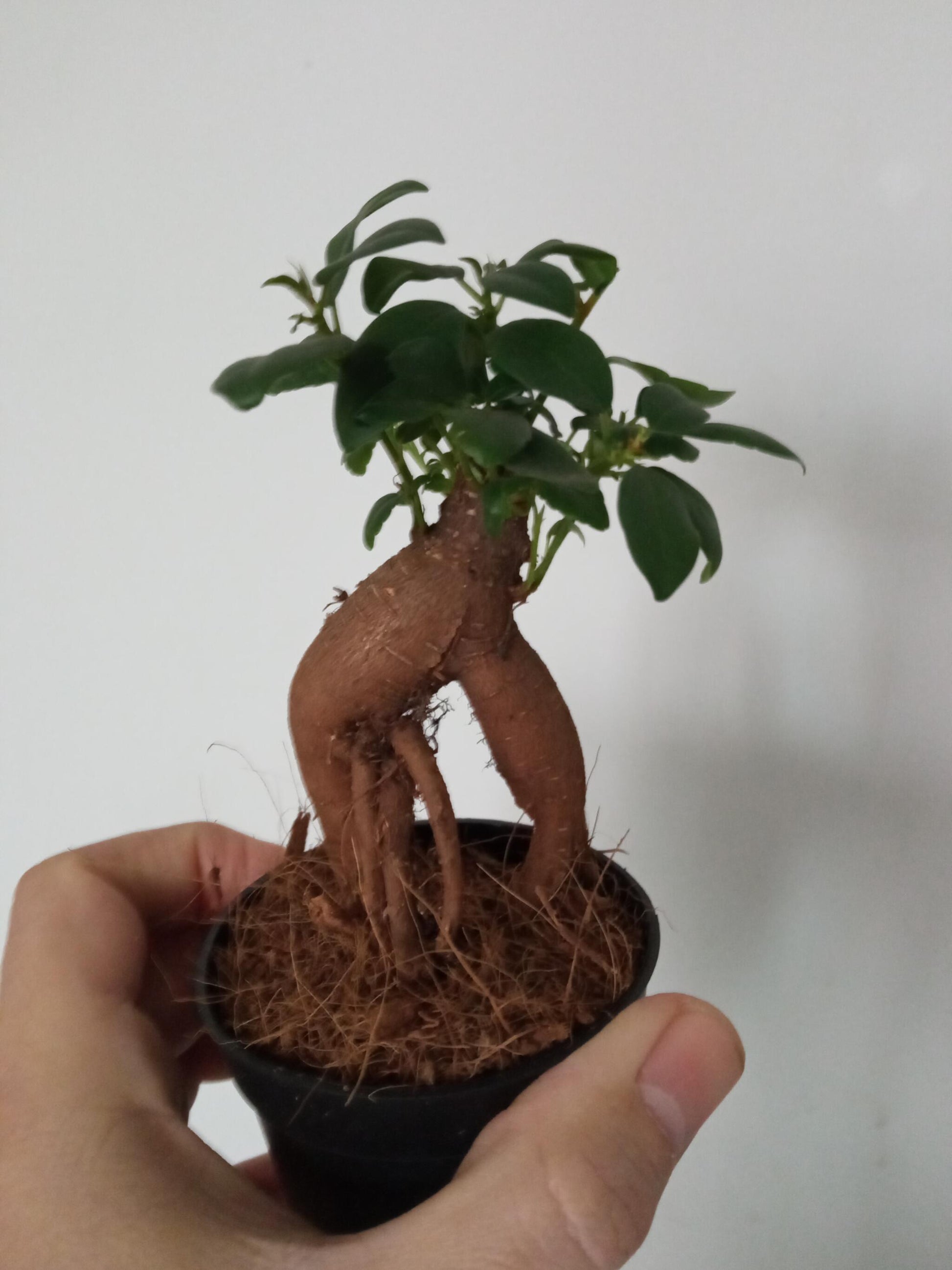 Ficus Ginseng Surtido Planta Bonsai Terrario Interior Ø6_1