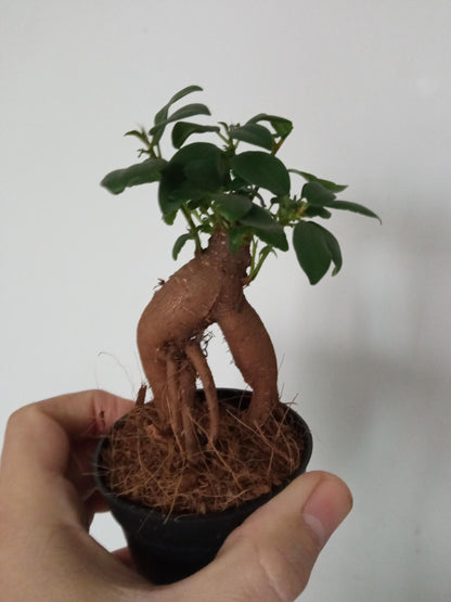 Ficus Ginseng Surtido Planta Bonsai Terrario Interior Ø6_1