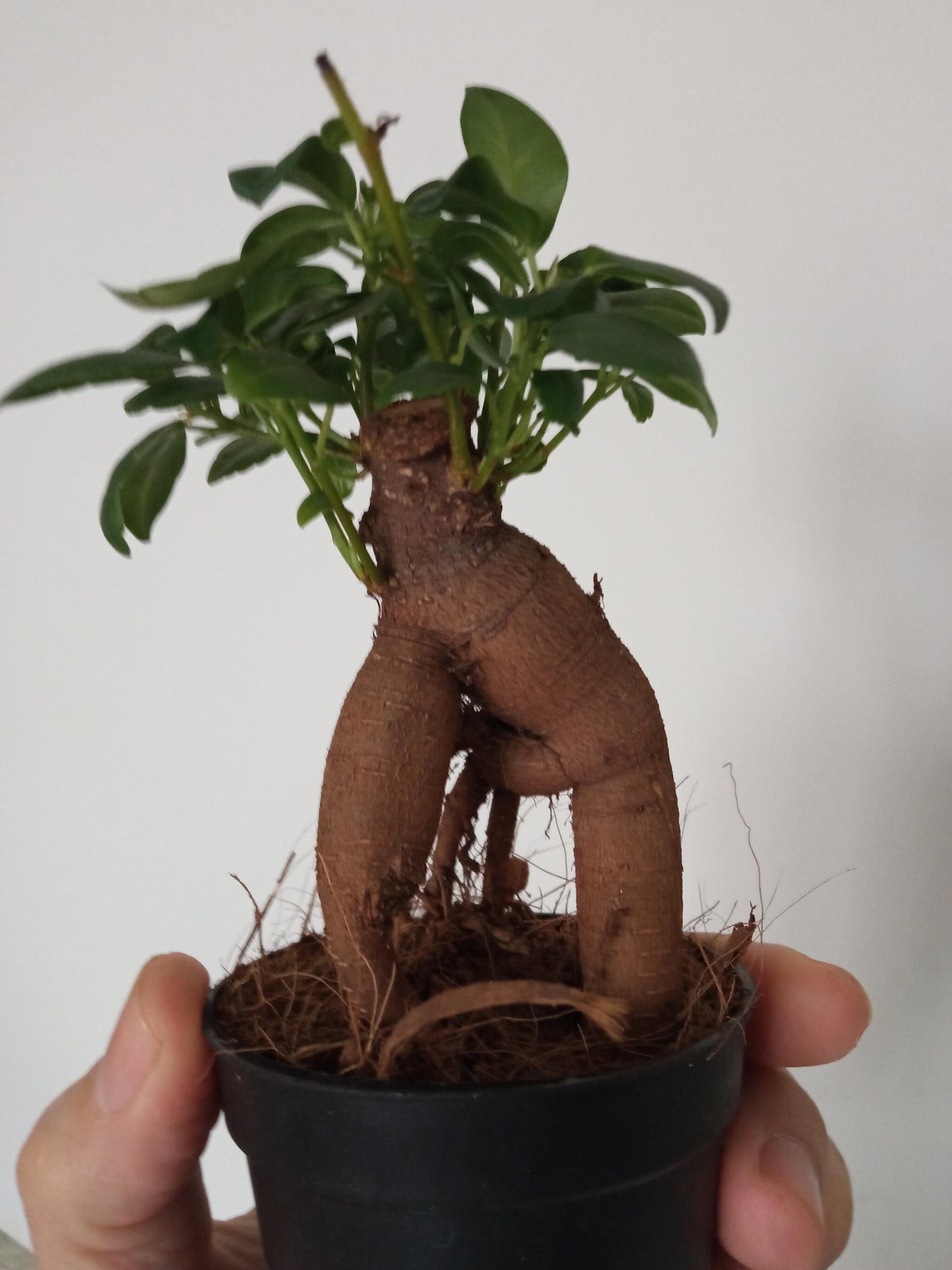 Ficus Ginseng Surtido Planta Bonsai Terrario Interior Ø6_2