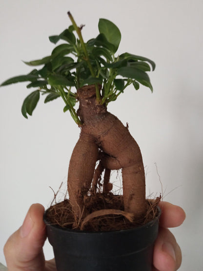 Ficus Ginseng Surtido Planta Bonsai Terrario Interior Ø6_2