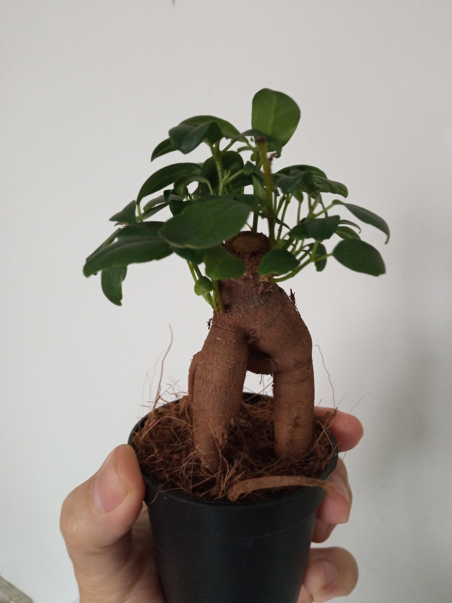 Ficus Ginseng Surtido Planta Bonsai Terrario Interior Ø6_3