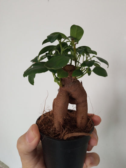Ficus Ginseng Surtido Planta Bonsai Terrario Interior Ø6_3