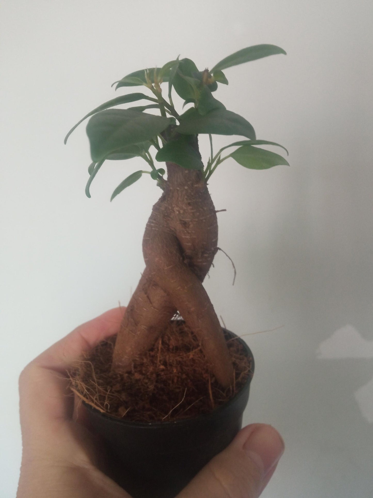 Ficus Ginseng Surtido Planta Bonsai Terrario Interior Ø6_4