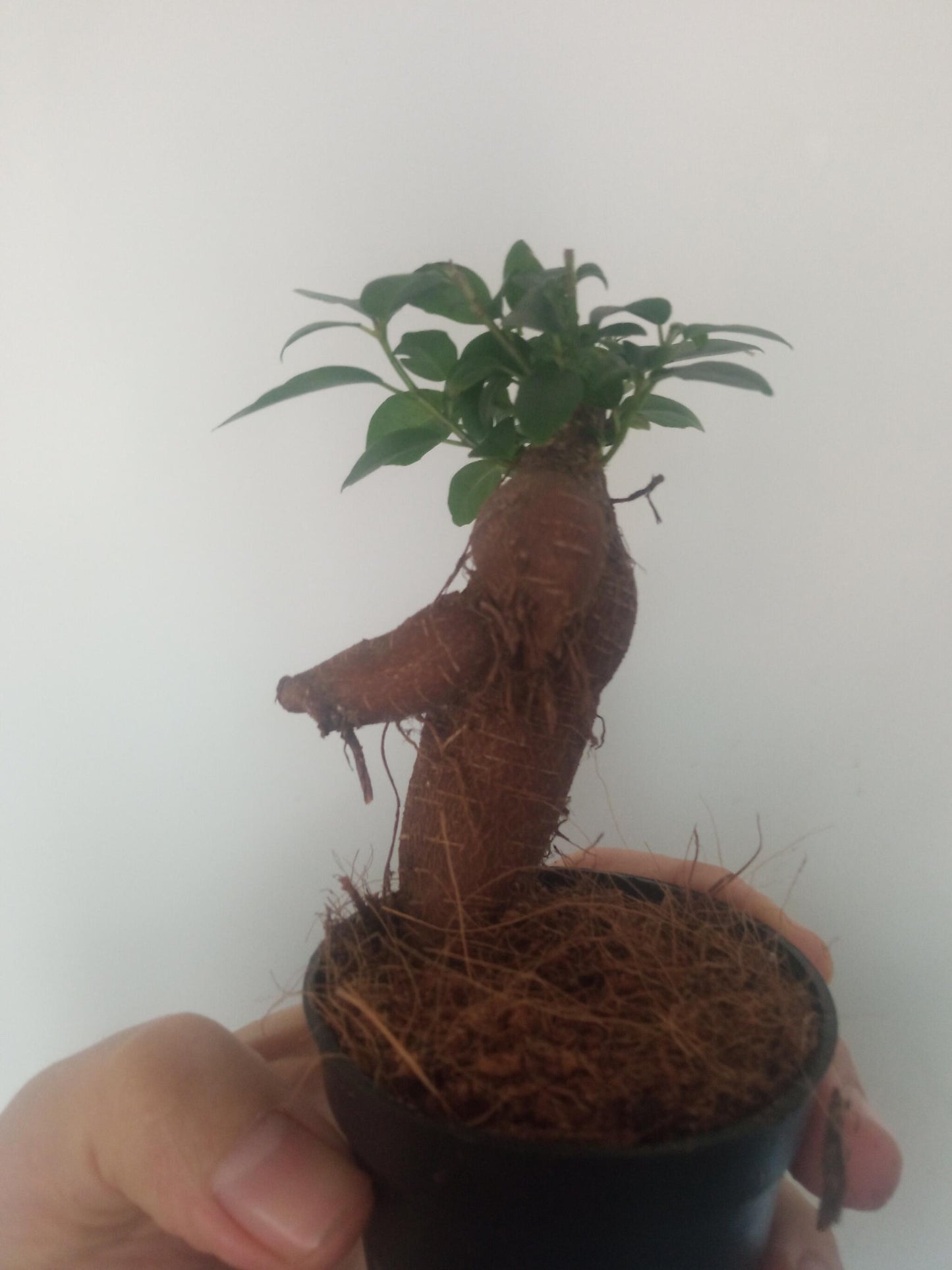Ficus Ginseng Surtido Planta Bonsai Terrario Interior Ø6_5