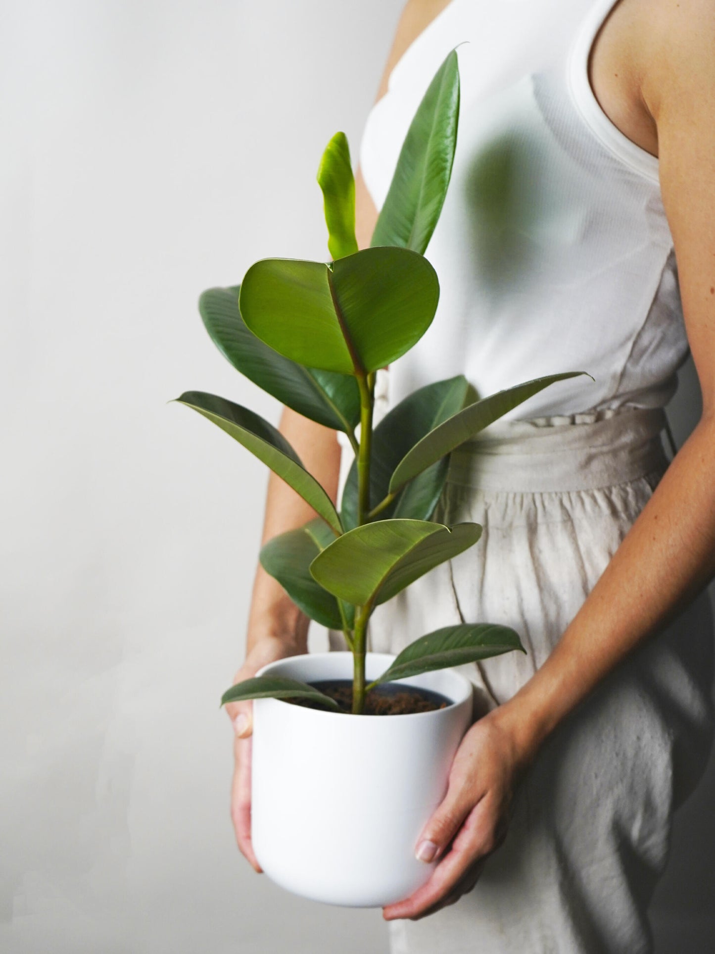 Ficus Robusta | Altura 35cm - Diámetro 12cm_1