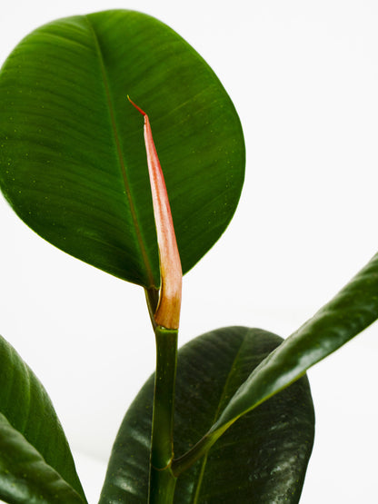 Ficus Robusta Grande_2