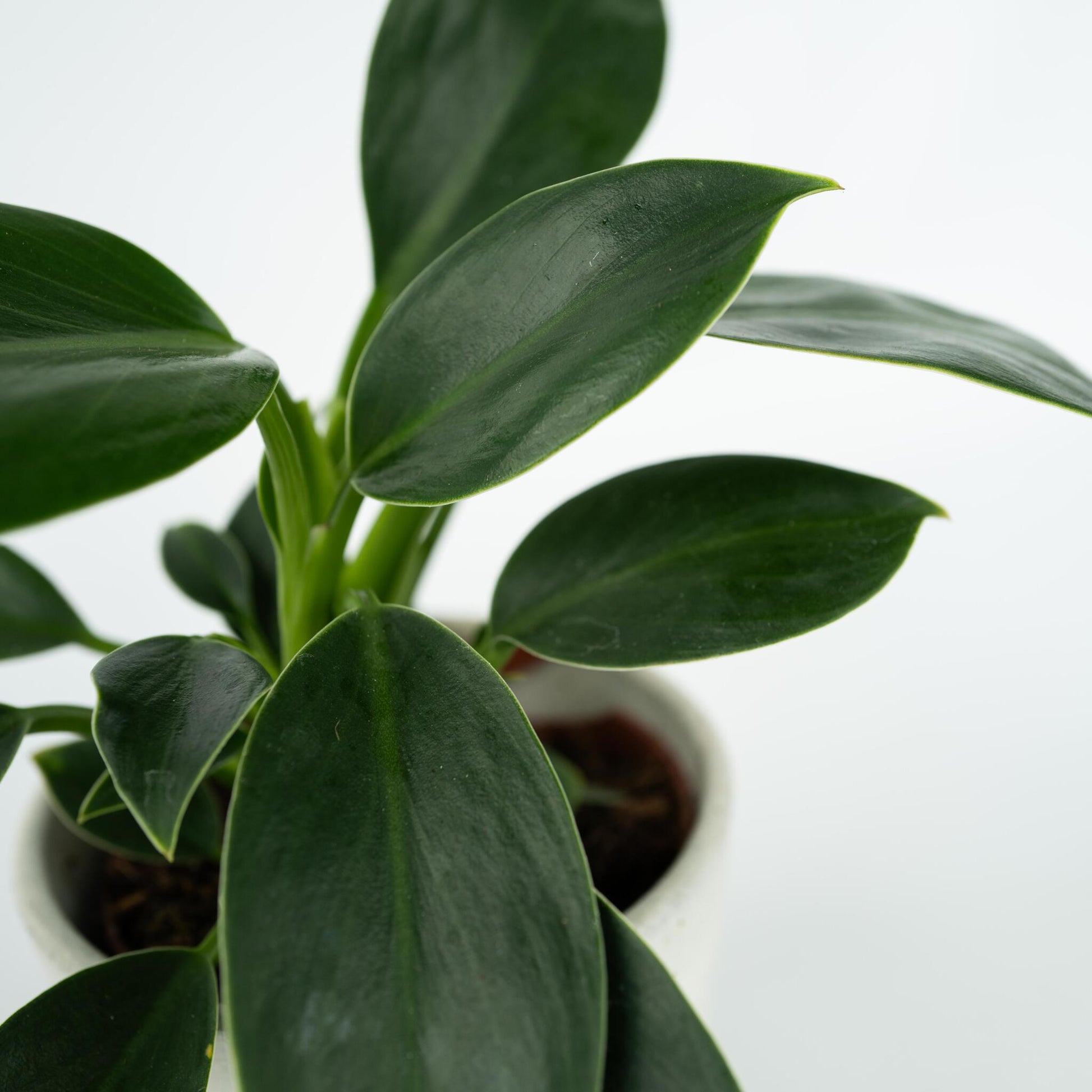 Filodendro - Philodendron 'green Princess' - Altura 20-30cm - ⌀12cm_3