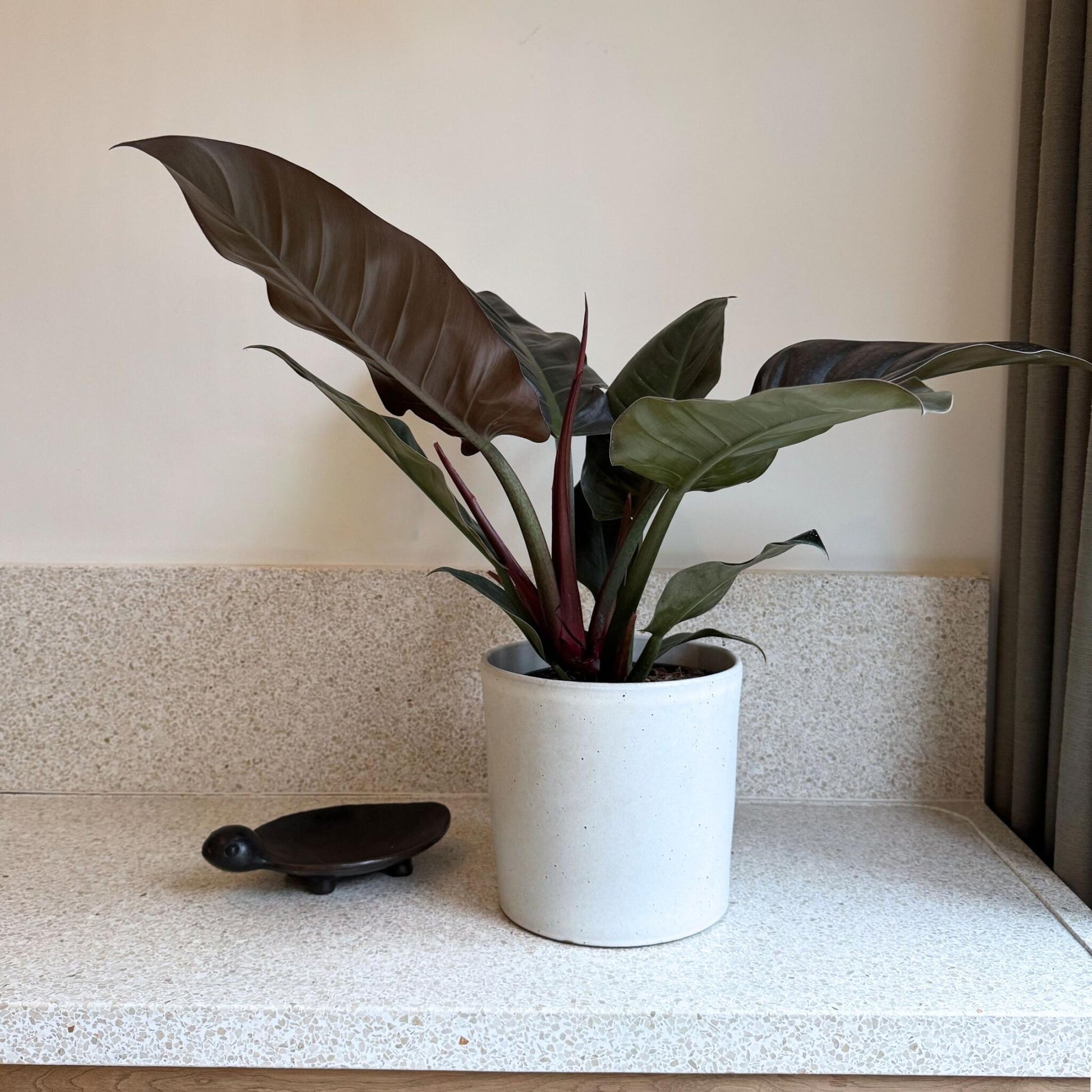 Filodendro - Philodendron 'imperial Red' - Altura 50cm - ⌀19cm_1