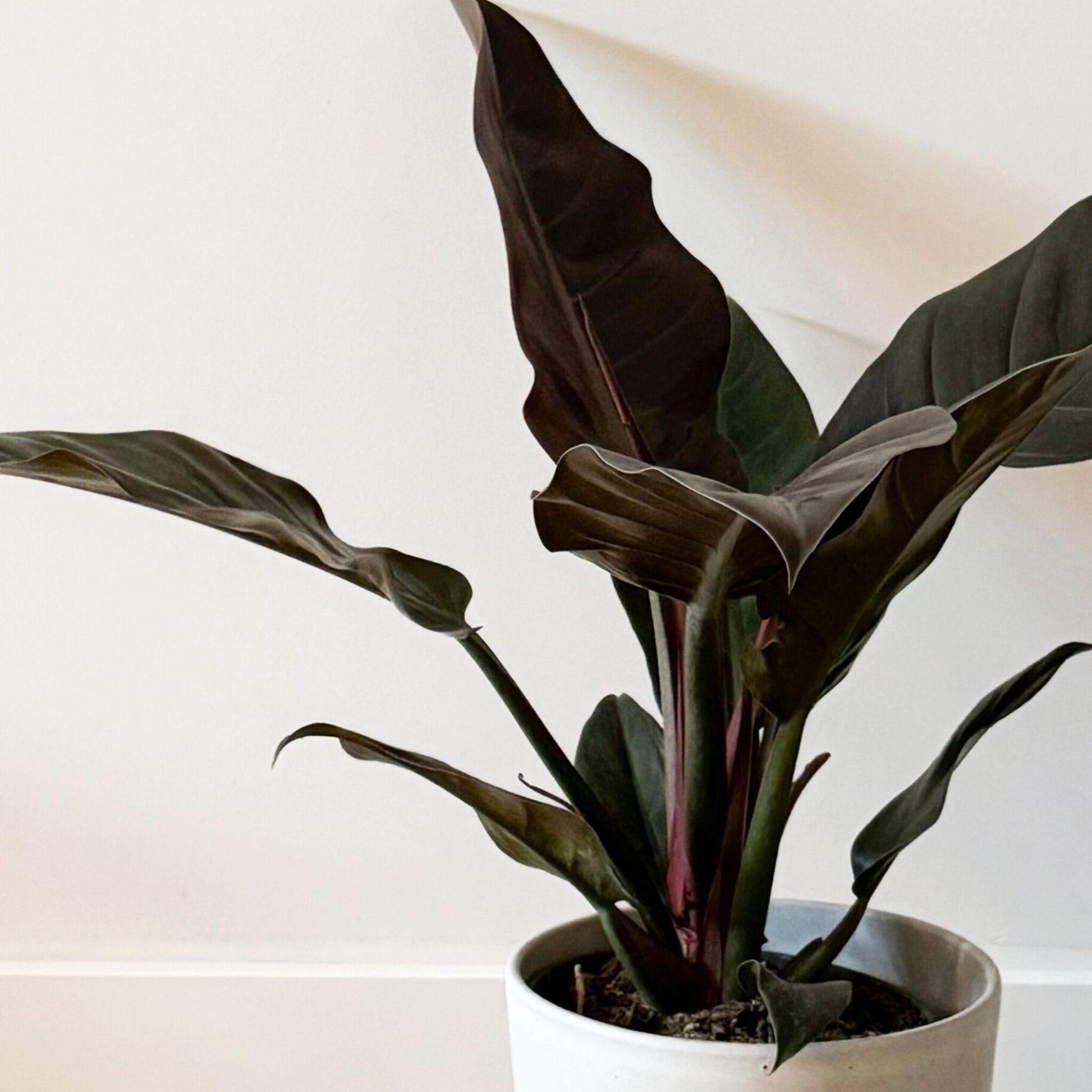 Filodendro - Philodendron 'imperial Red' - Altura 50cm - ⌀19cm_3