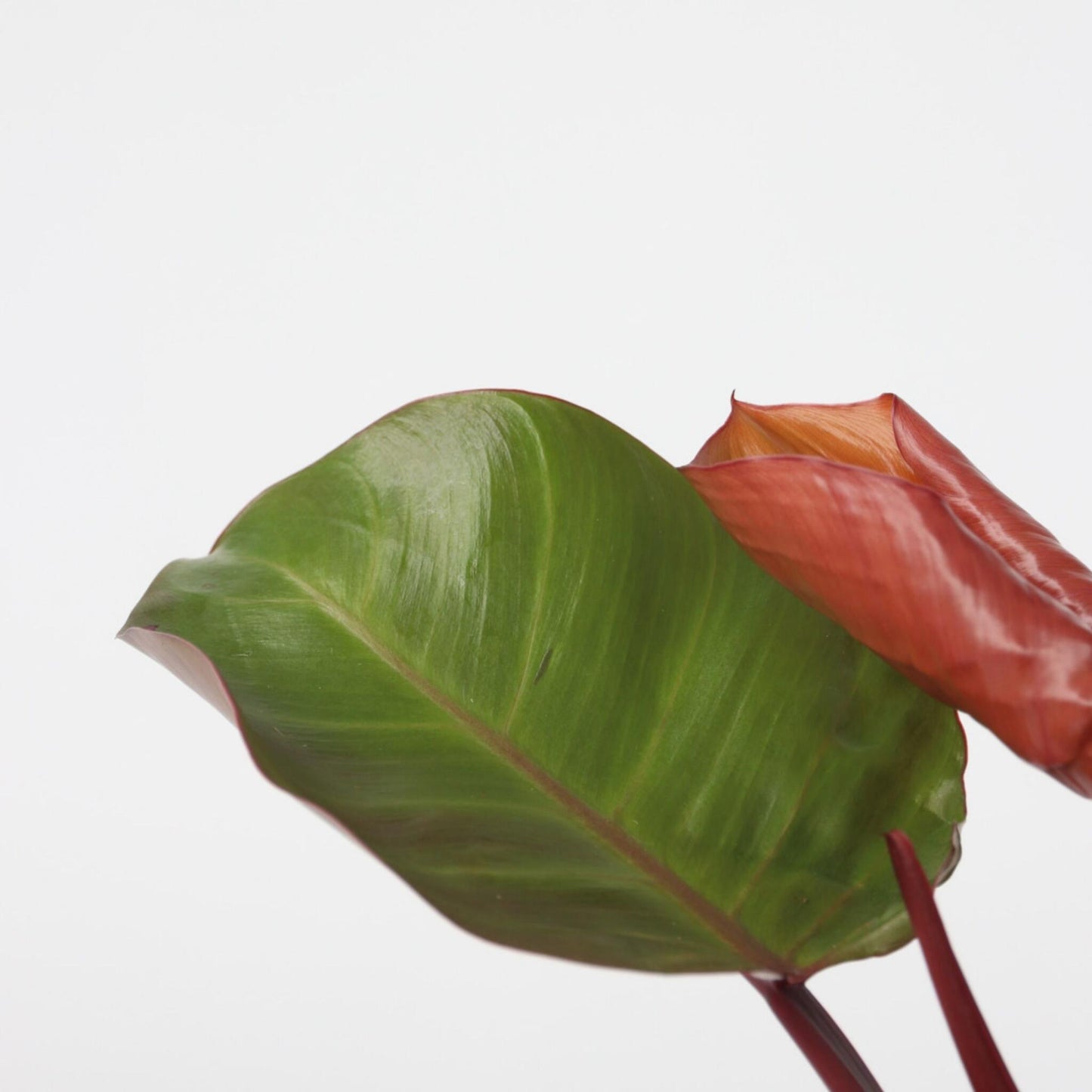 Filodendro - Philodendron 'sun Light' - Altura 20-30cm - ⌀12cm_3