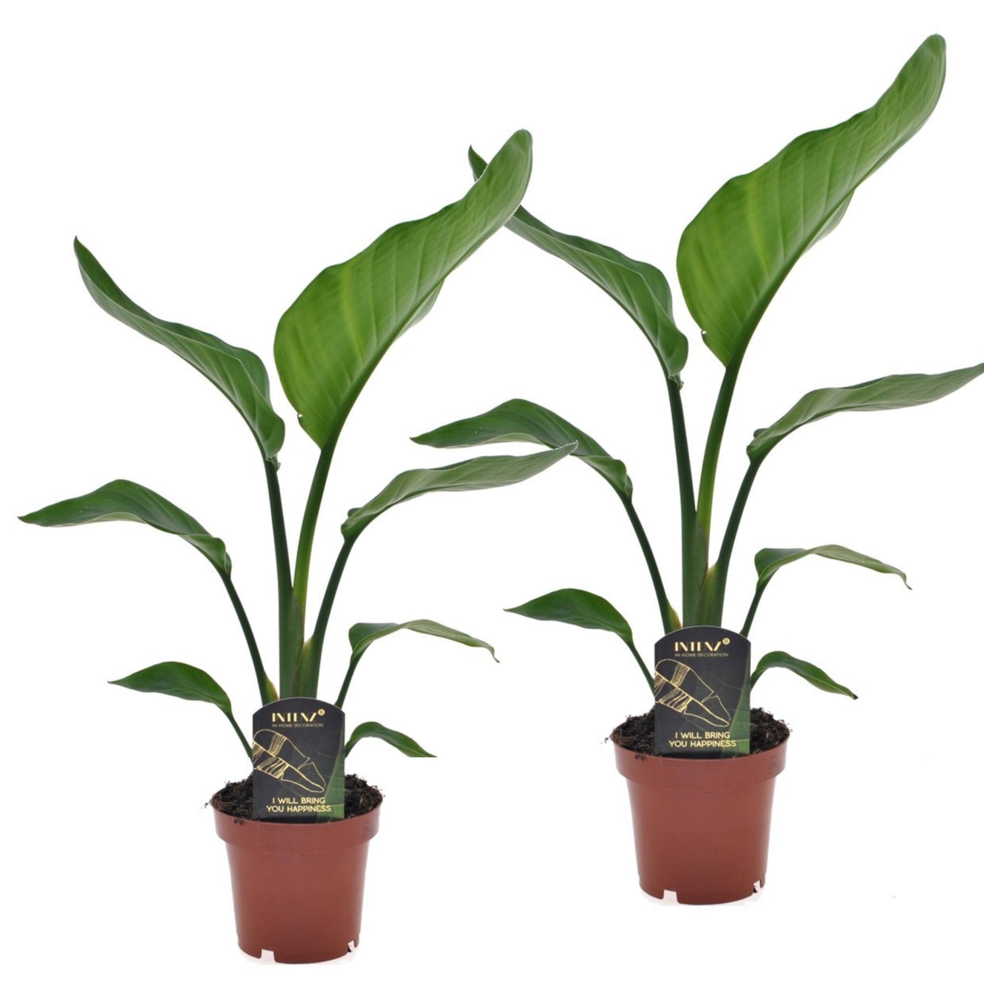Flor Ave Del Paraíso - 2 Pzs - Strelitzia Nicolai - Altura 40-50cm - ⌀12cm_0