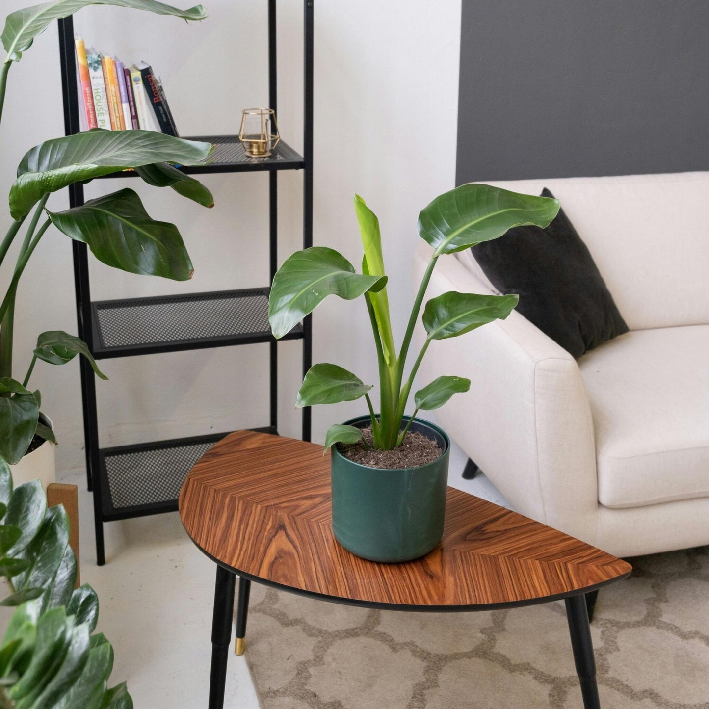 Flor Ave Del Paraíso - 3 Pzs - Strelitzia Reginea - Altura 25-40cm - ⌀9cm_4