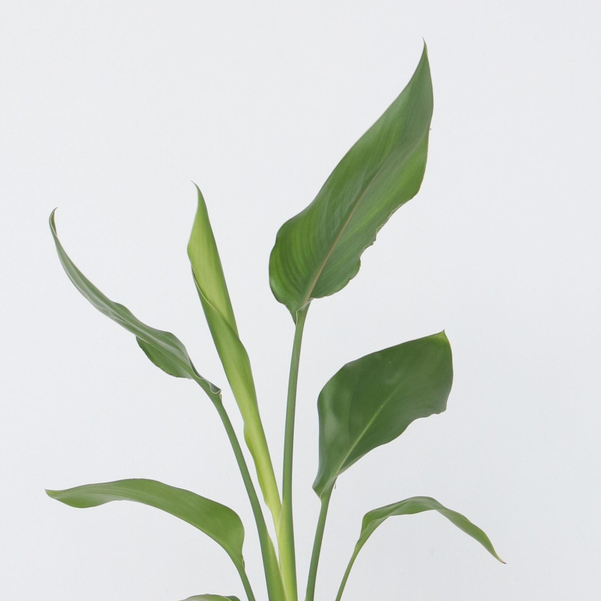 Flor Ave Del Paraíso - 6 Pzs - Strelitzia Reginea - Altura 25-40cm - ⌀9cm_3