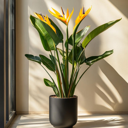 Flor Ave Del Paraíso - Strelitzia Reginea - Altura 80-100cm - ⌀27cm_1