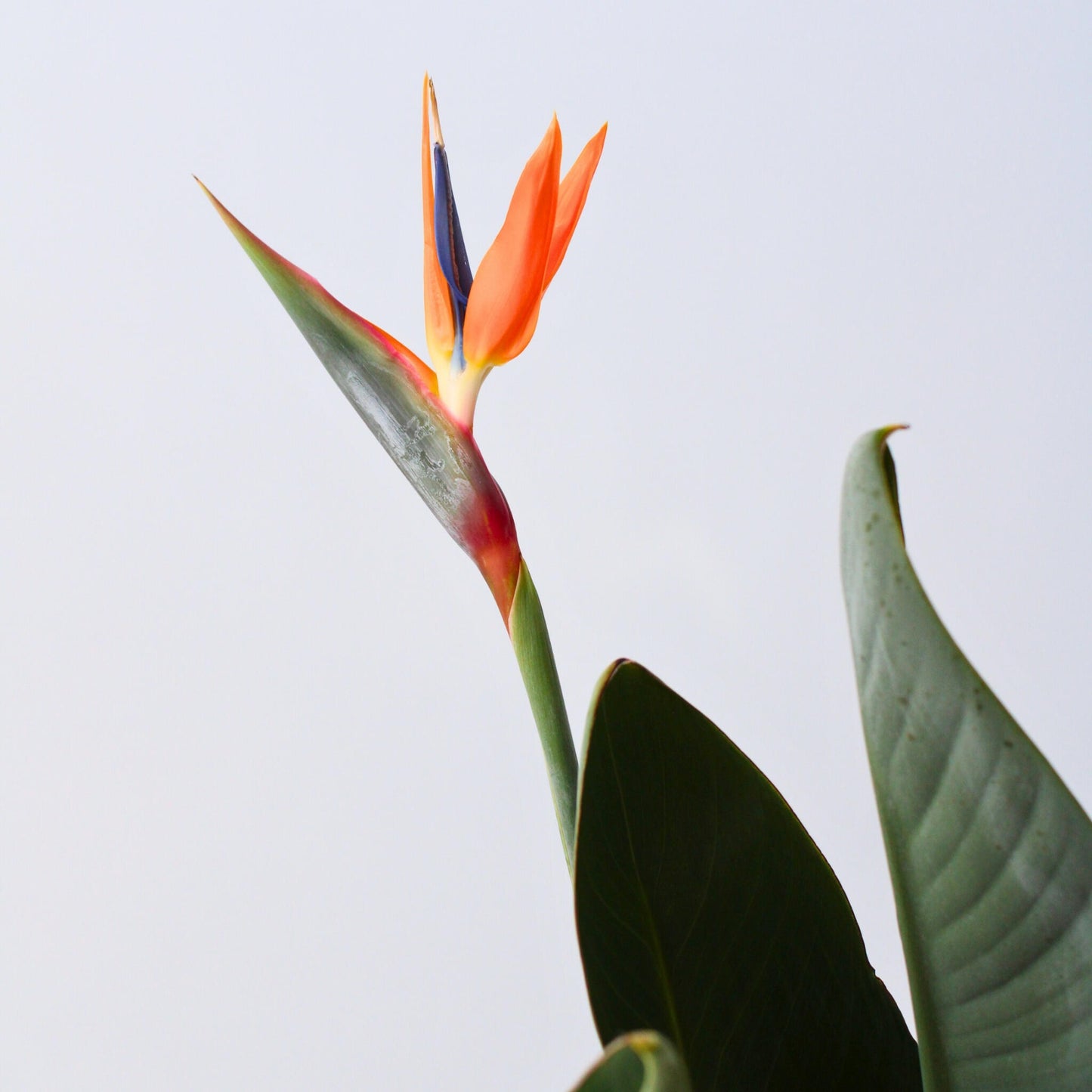 Flor Ave Del Paraíso - Strelitzia Reginea - Altura 80-100cm - ⌀27cm_3