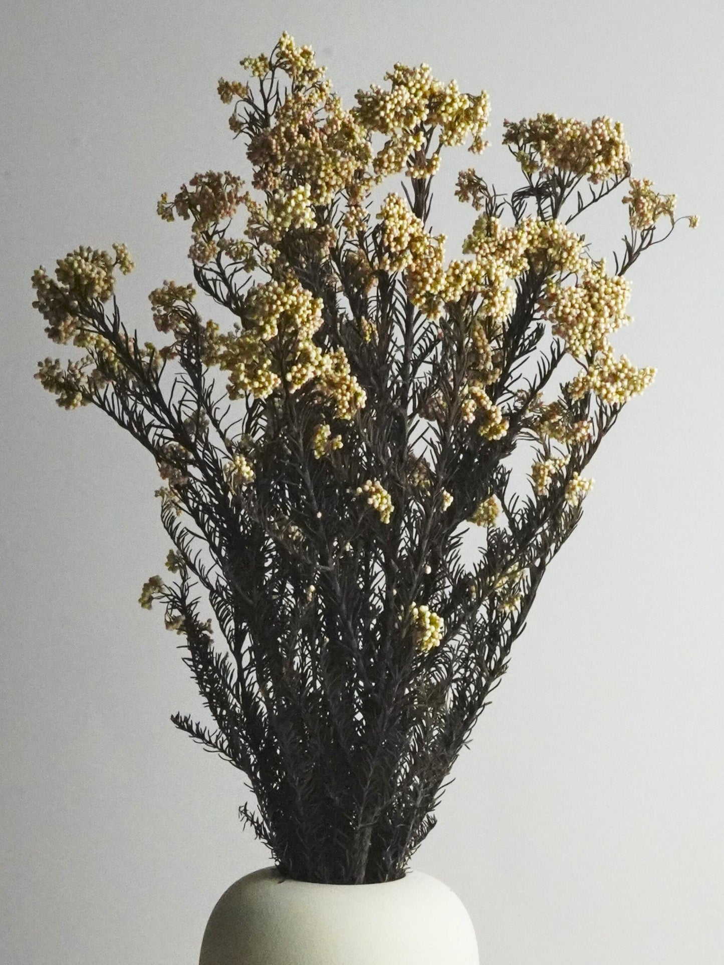 Flor De Arroz Preservado_1