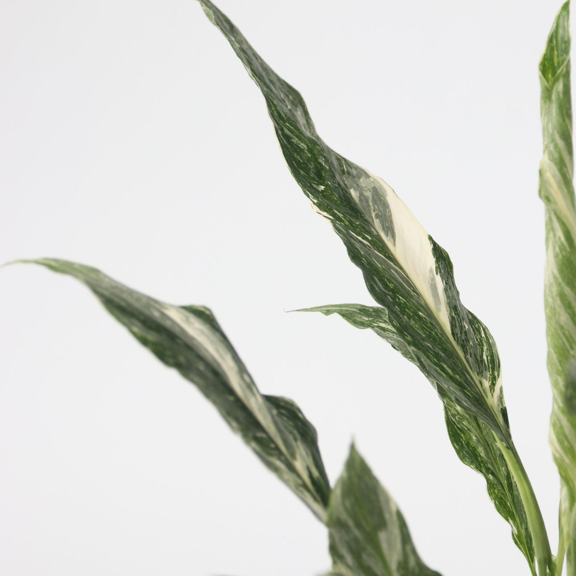 Flor De La Paz - Spathiphyllum 'diamond' - Altura 40-50cm - ⌀12cm_3