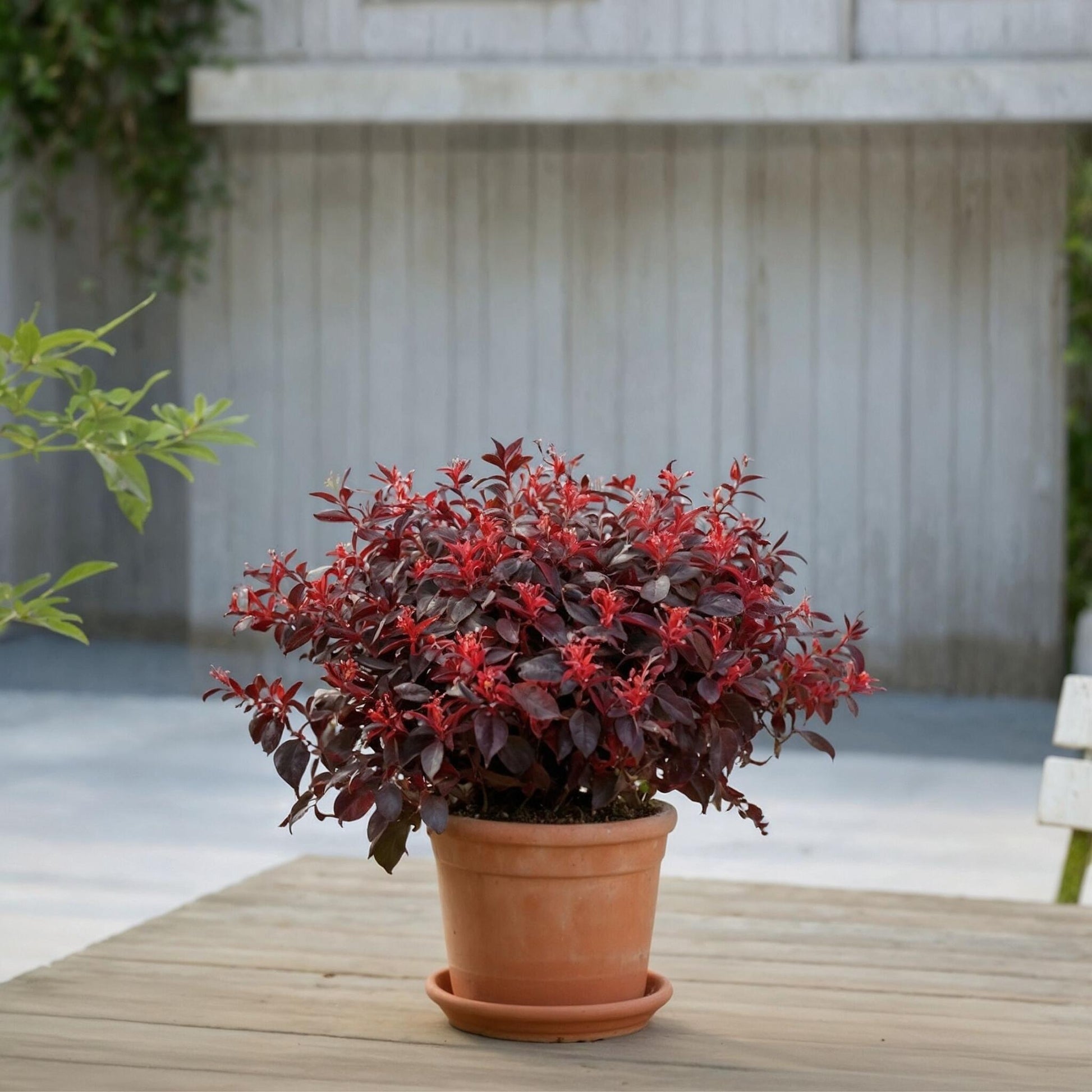 Flor Roja Eterna - 2 Pzs - Loropetalum 'ever Red' - Altura 25-35cm - ⌀13cm_1