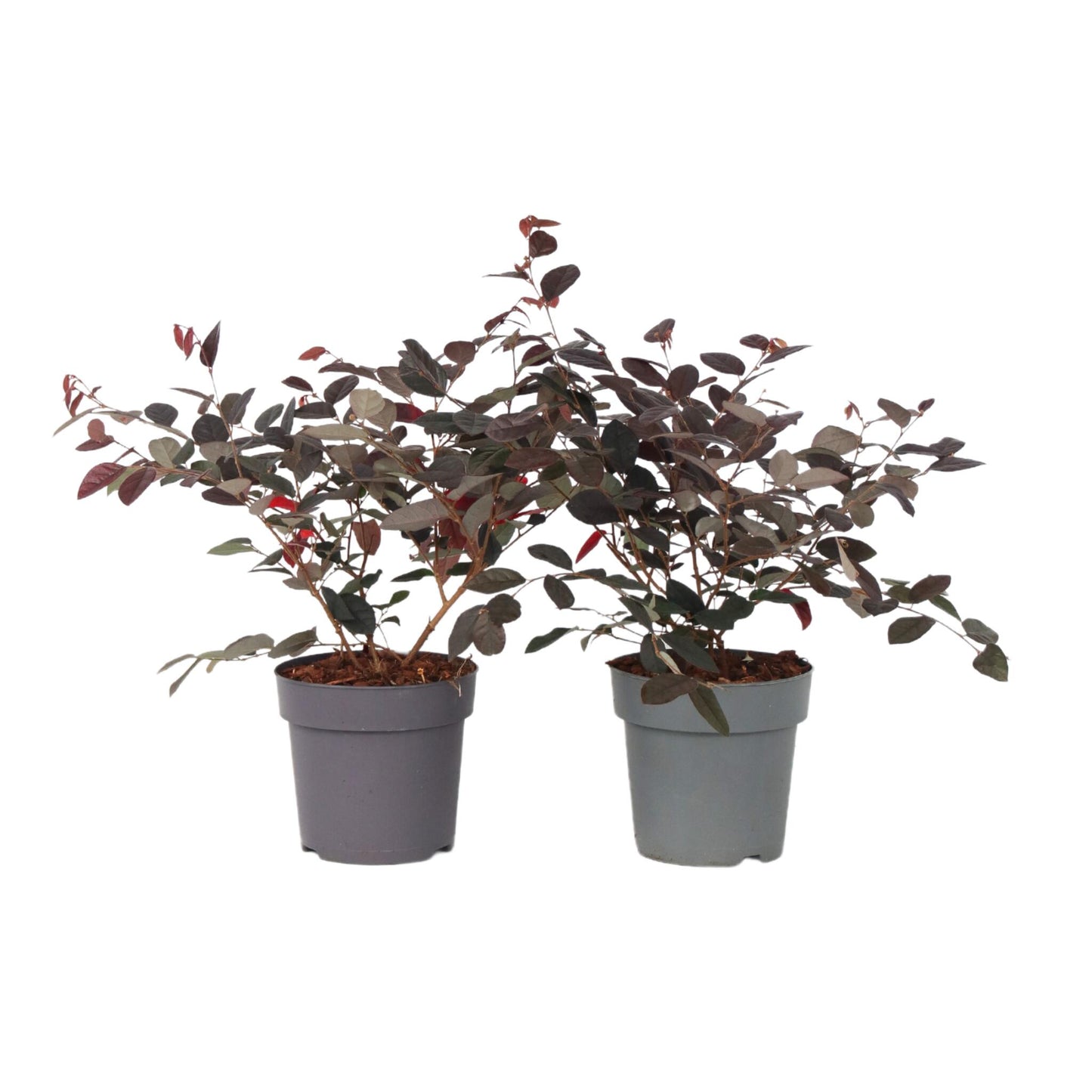 Flor Roja Eterna - 2 Pzs - Loropetalum 'fire Dance' - Altura 30-40cm - ⌀15cm_0