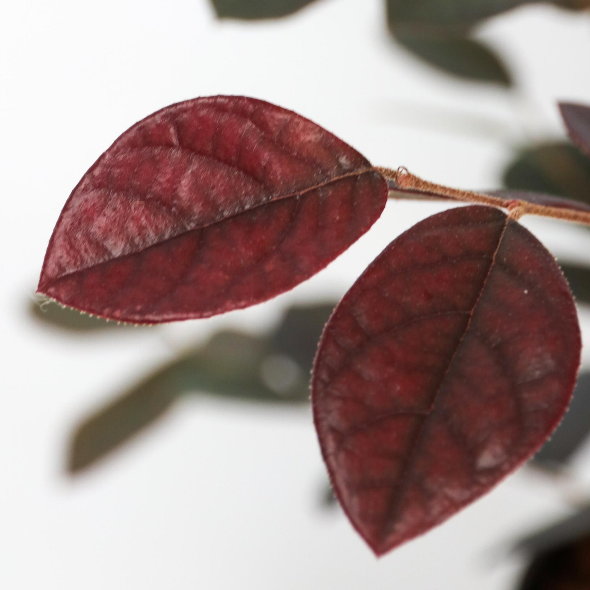 Flor Roja Eterna - 2 Pzs - Loropetalum 'fire Dance' - Altura 30-40cm - ⌀15cm_3