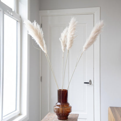 Flores Secas - 5 Pzs - Cortaderia Plum_1
