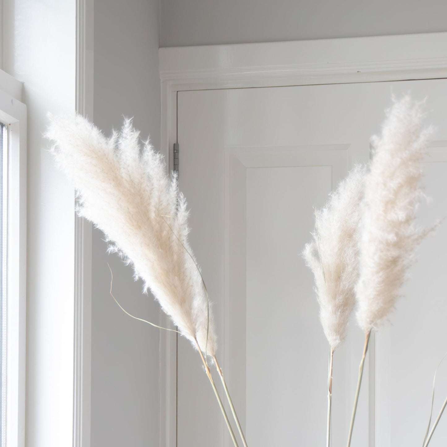 Flores Secas - 5 Pzs - Cortaderia Plum_3