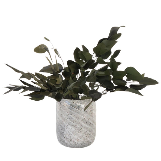 Flores Secas - Eucalyptus Stuartiana_0