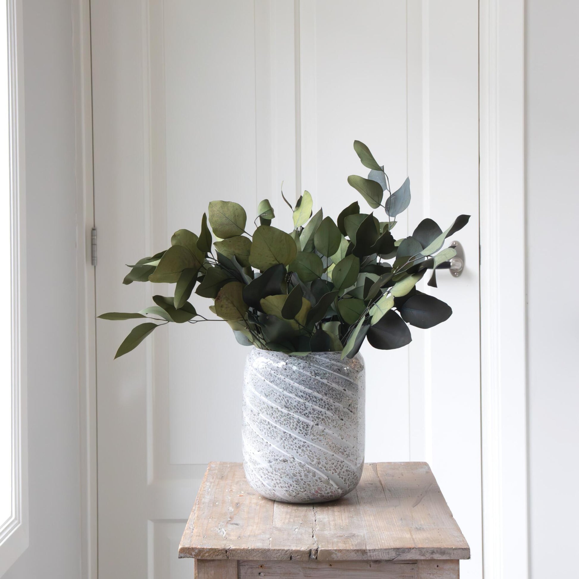 Flores Secas - Eucalyptus Stuartiana_1