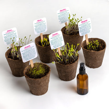 Flower Power | Kit Cultivo Flores (amapola, Caléndula, Girasol, Capuchina, Aciano Y Margarita) | Regalo Creativo_2