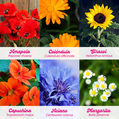 Flower Power | Kit Cultivo Flores (amapola, Caléndula, Girasol, Capuchina, Aciano Y Margarita) | Regalo Creativo_4