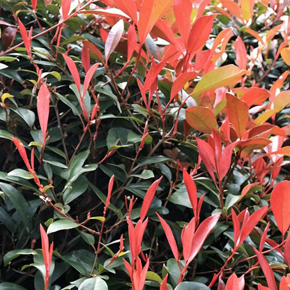 Fotinia - 4 Pzs - Photinia Fraseri 'red Robin' - Altura 30-40cm - ⌀17cm_1
