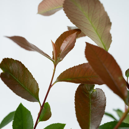 Fotinia - 4 Pzs - Photinia Fraseri 'red Robin' - Altura 30-40cm - ⌀17cm_3