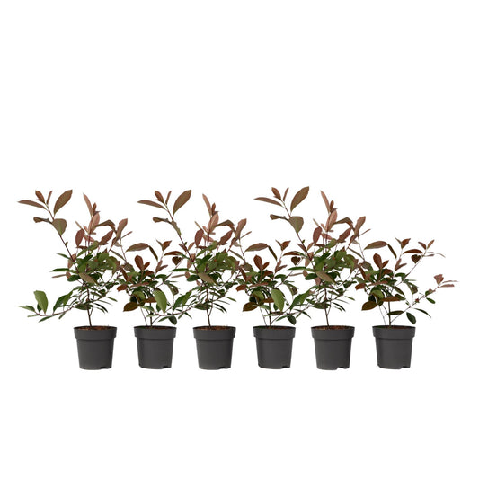 Fotinia - 6 Pzs - Photinia Fraseri 'red Robin' - Altura 30-40cm - ⌀17cm_0