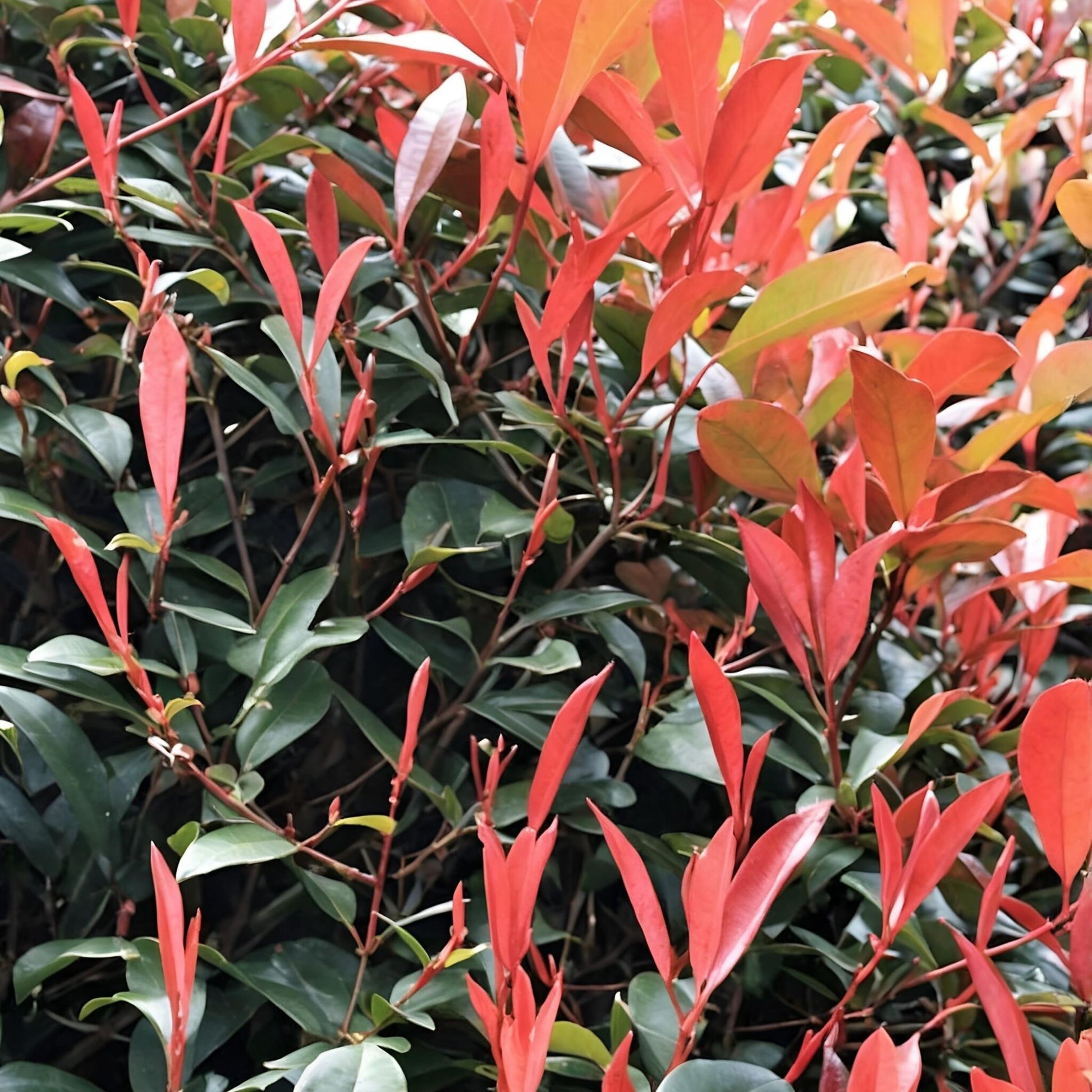 Fotinia - 6 Pzs - Photinia Fraseri 'red Robin' - Altura 30-40cm - ⌀17cm_1