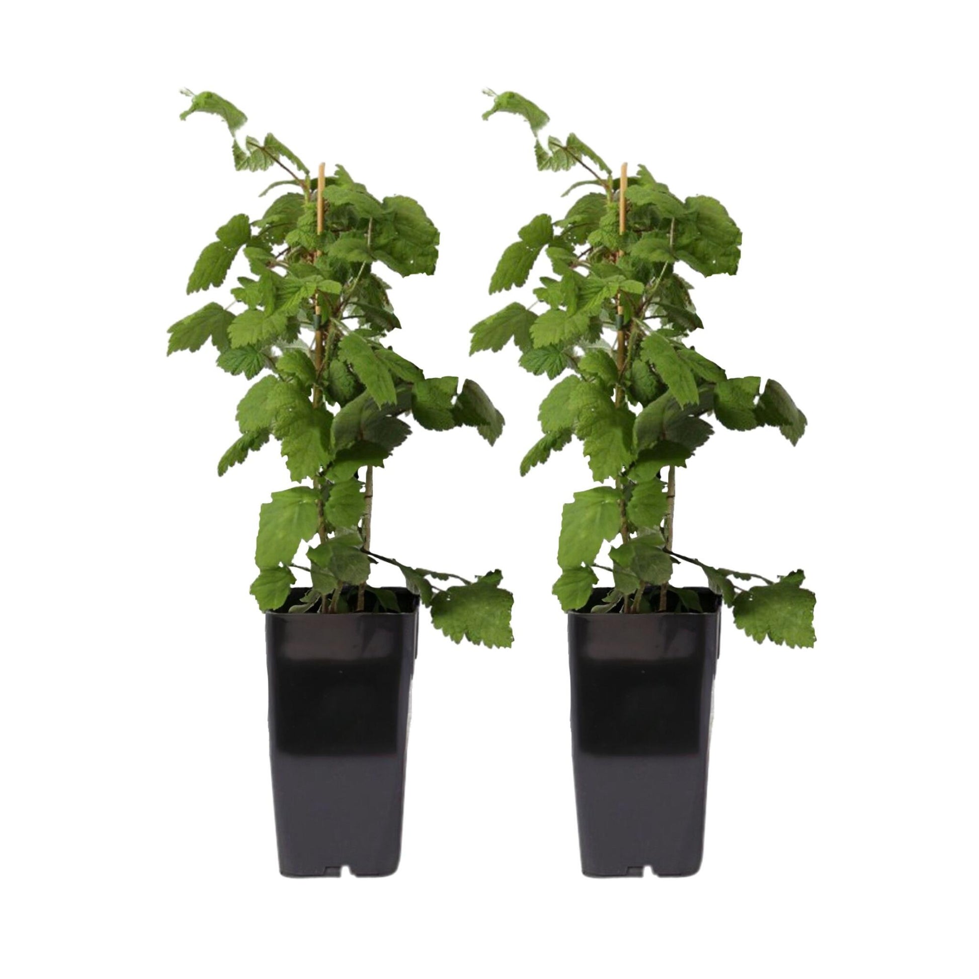 Frambuesa Japonesa - Set De 2 - Rubus Phoenicolasius - Altura 50-60cm - Ø15cm_0