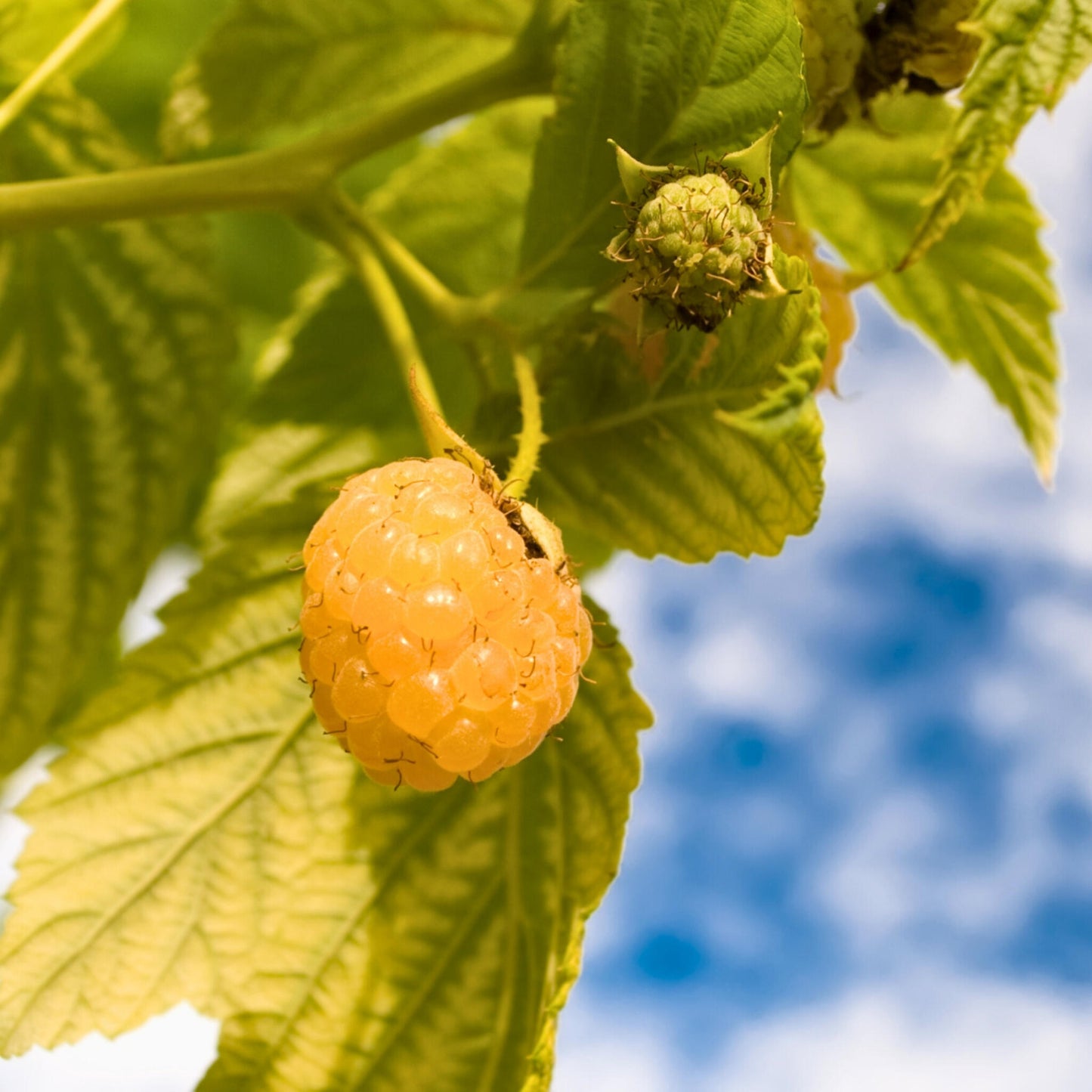 Frambueso - 3 Pzs - Rubus Idaeus 'fallgold' - Altura 25-40cm - ⌀9cm_3