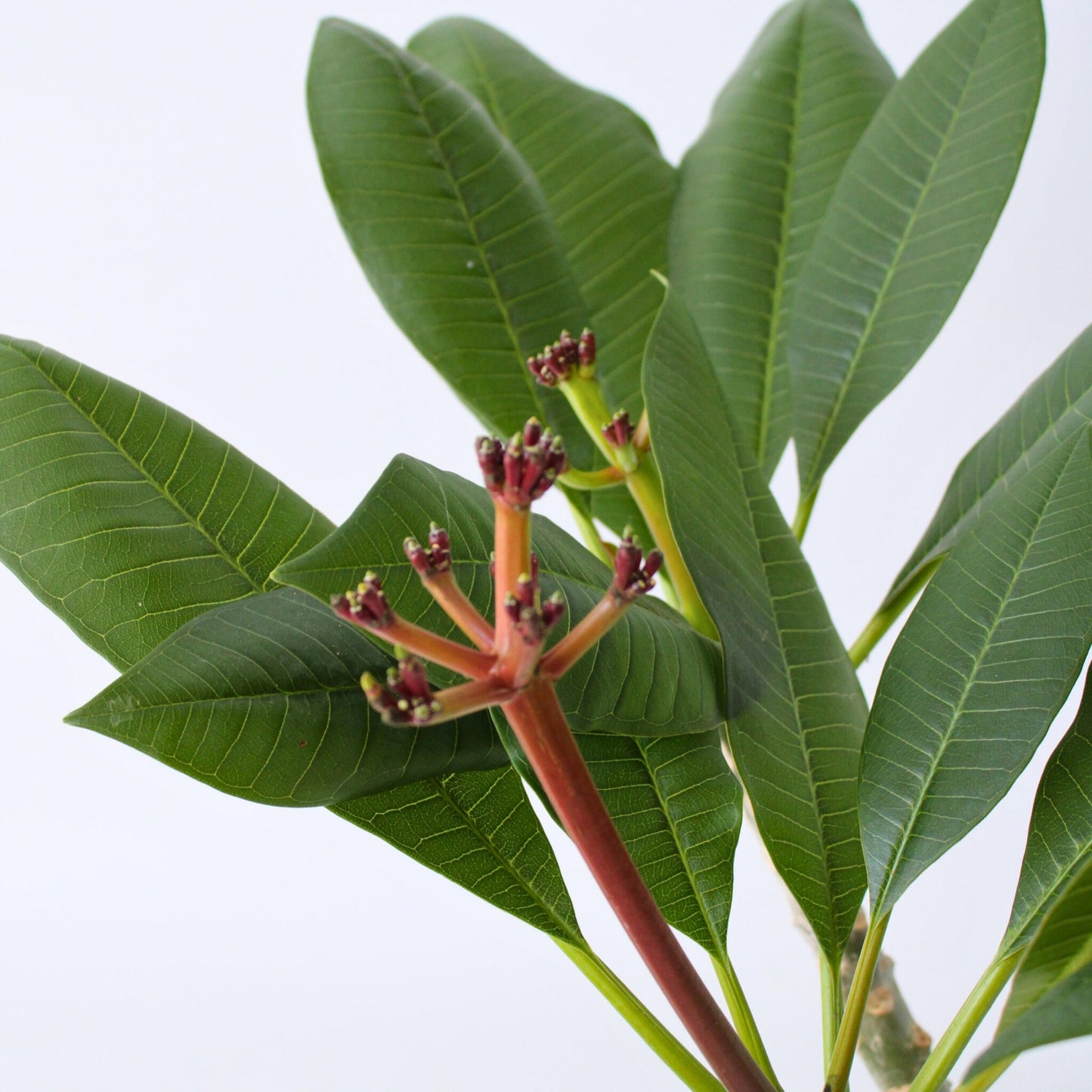 Frangipani - Plumeria Rubra 'blanco' - Altura 55-70cm - ⌀17cm_3