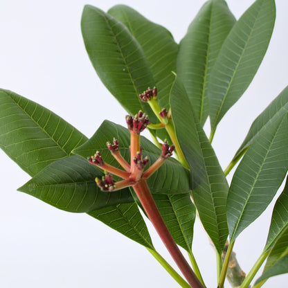 Frangipani - Plumeria Rubra 'blanco' - Altura 55-70cm - ⌀17cm_3